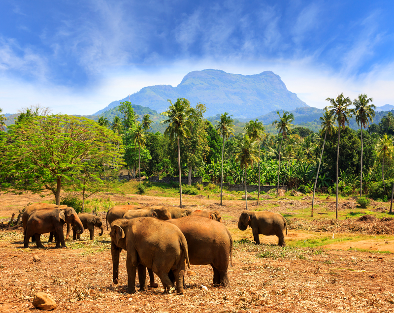 Voyage au Sri Lanka