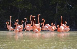 view of pink flamingos