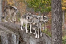 Séminaire insolite : des managers confrontés à des loups