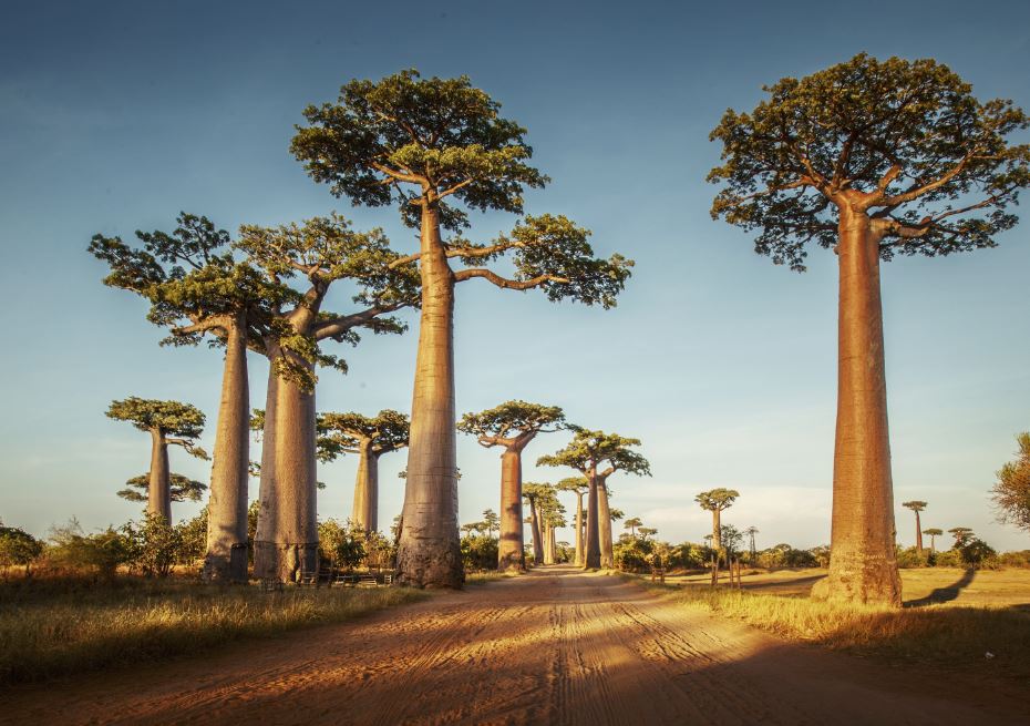 Voyagez à Madagascar avec Préférence Voyages