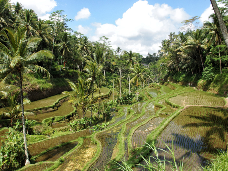 UBUD