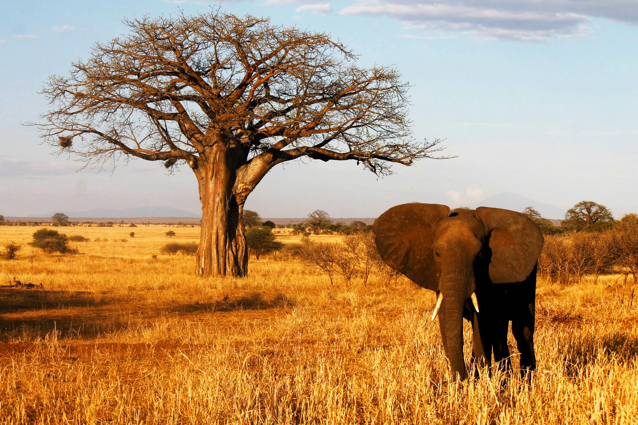 В какой природной зоне африки обитает слон. Баобаб в Танзании. Баобаб Кения. Баобаб Тарангире. Баобаб Африка Кения.